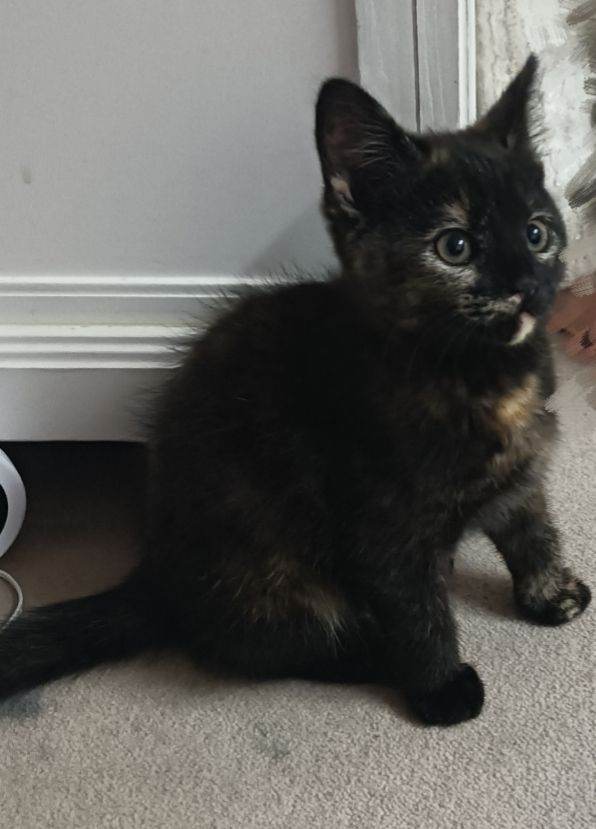 Two kittens available 