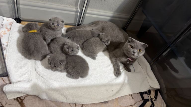 British shorthair kittens for sale