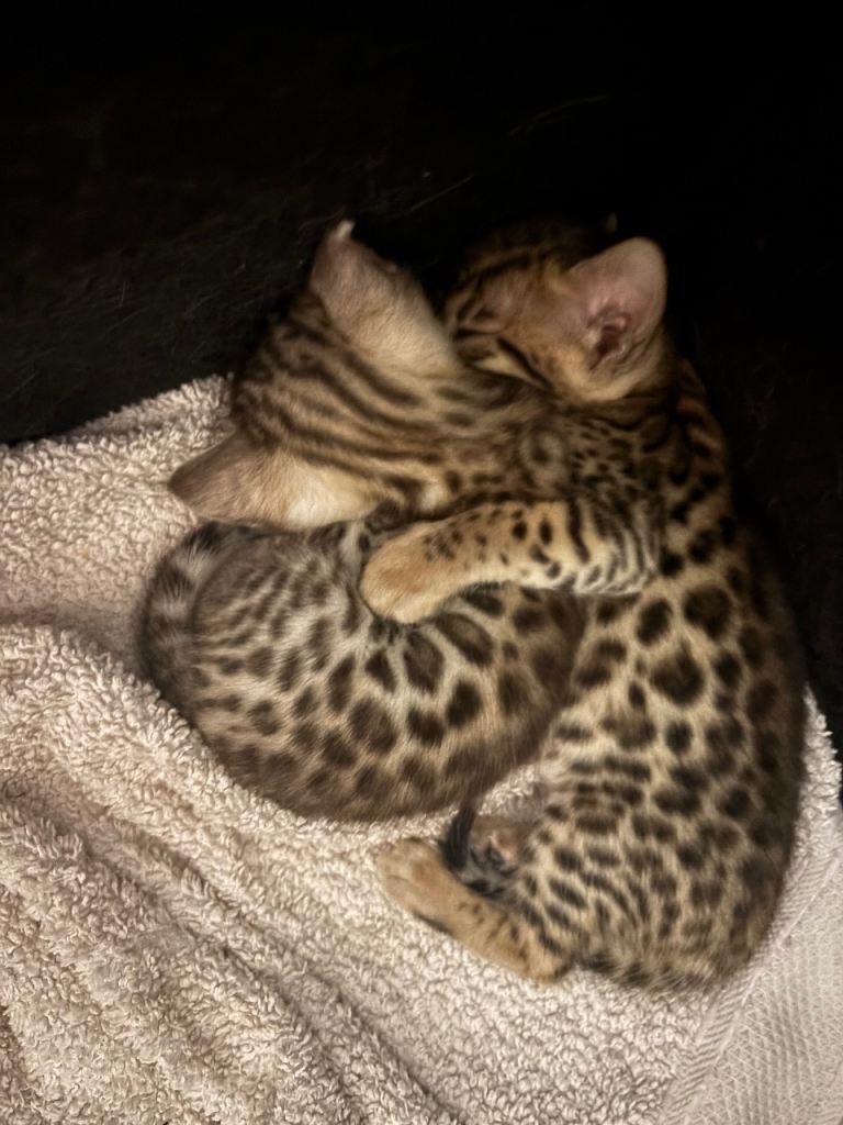 Pure bred Bengal kittens!