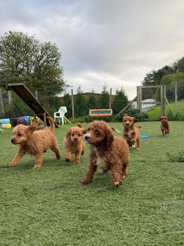 Cavapoo puppies- ready now  