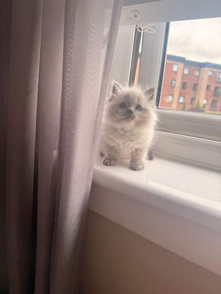 Ragdoll kittens 