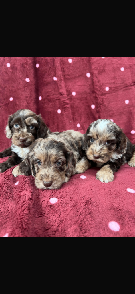 Cockapoo puppies 