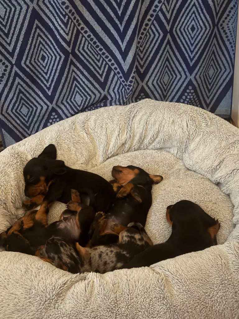 dachshund puppies 