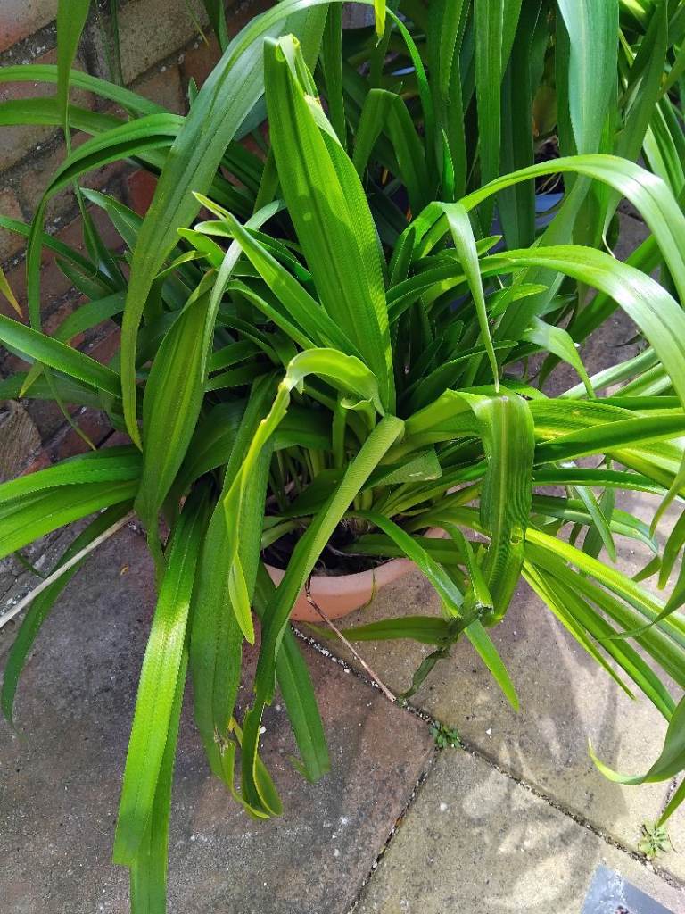  Hemerocallis (Day lily) plants