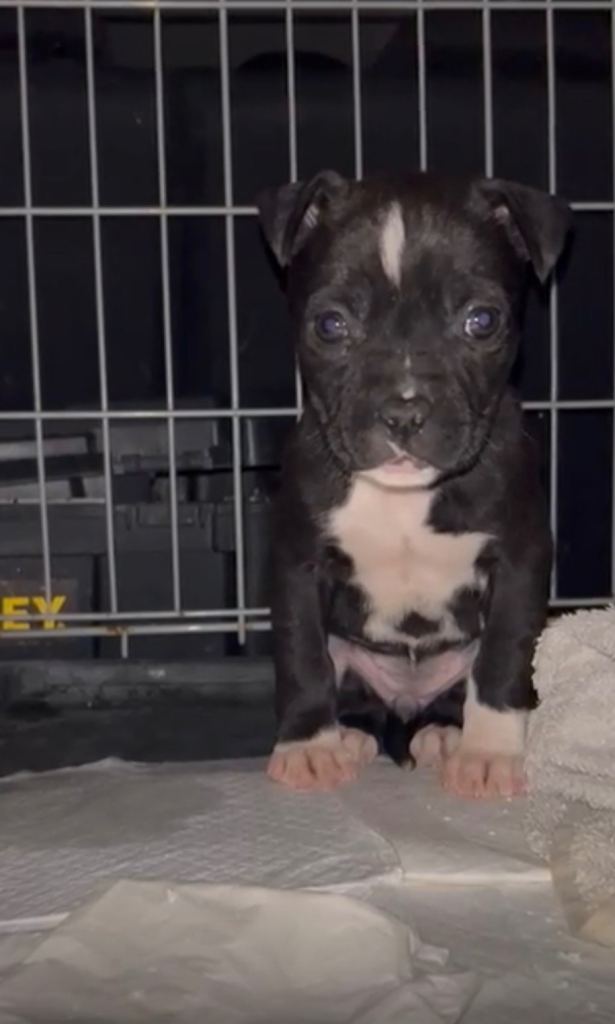 staffy female  puppy