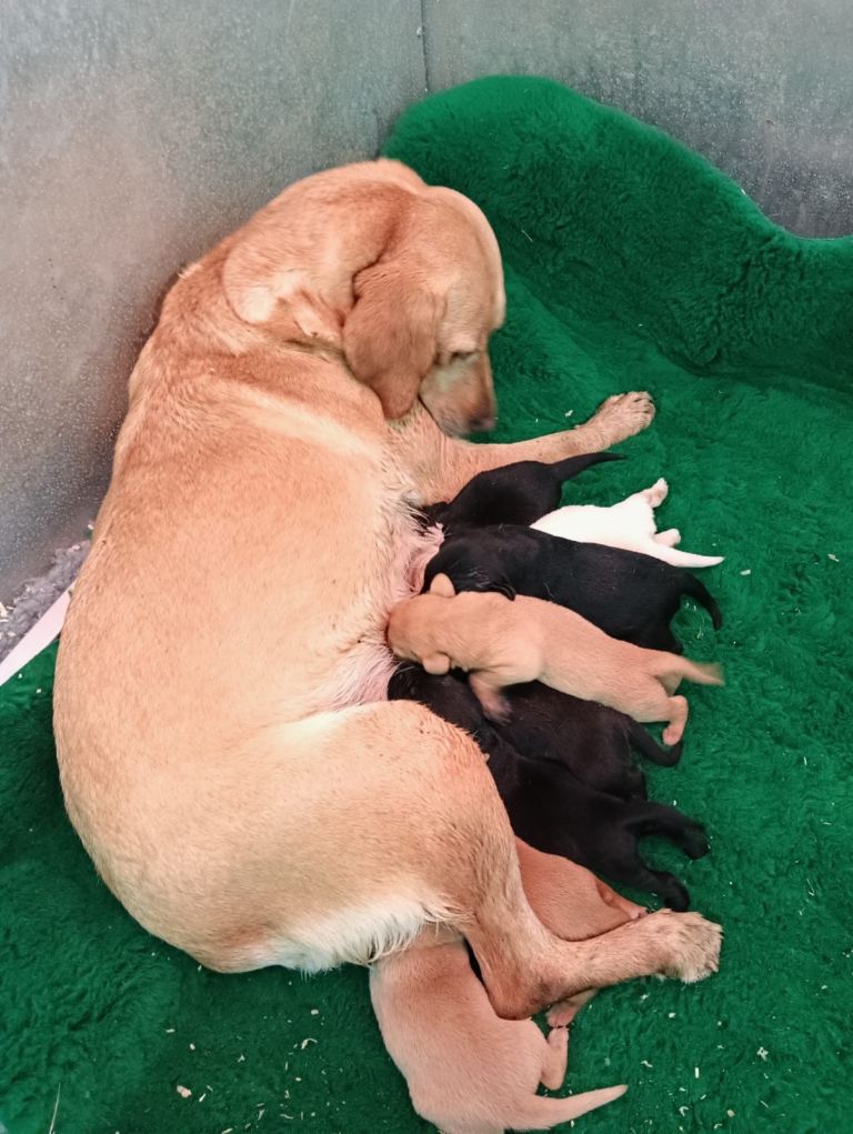 Beautiful Labrador puppies looking for their forever homes 