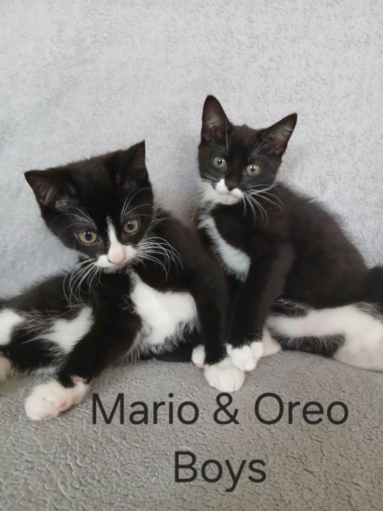 Kittens for sale