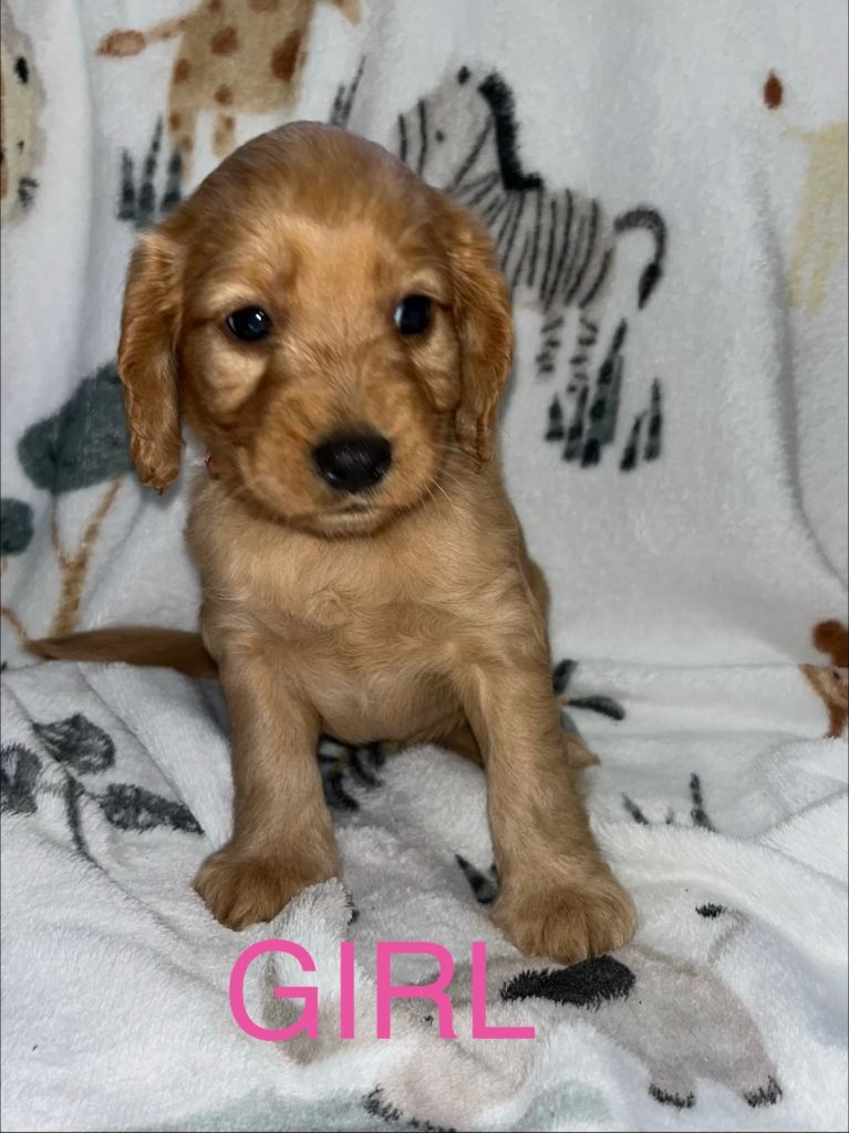 Cockapoo pups 