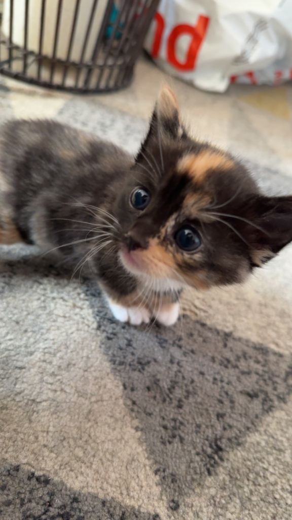 2 tortoiseshell female kittens 