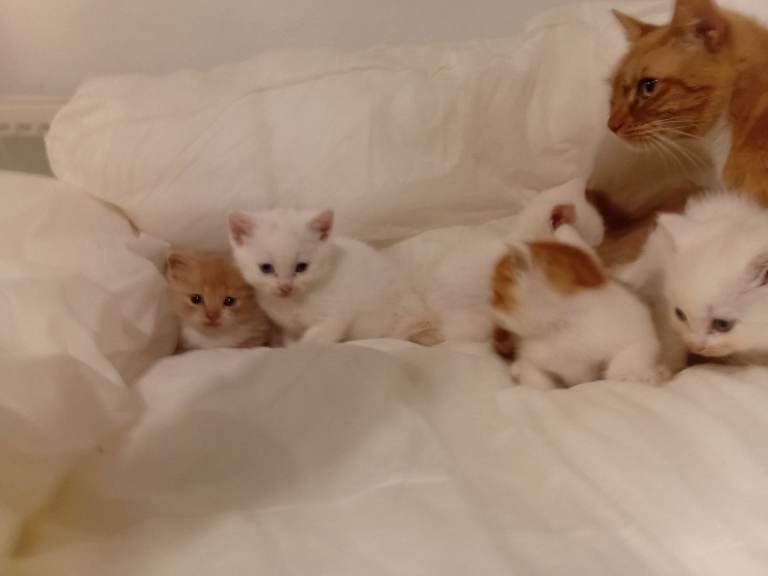 Kittens mixed breeds 