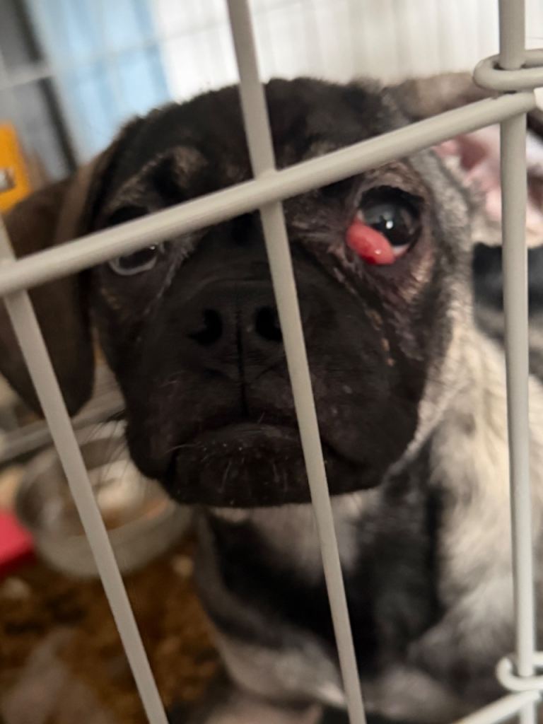 I’m looking to see if anyone wants my dog as she is getting to much for me 