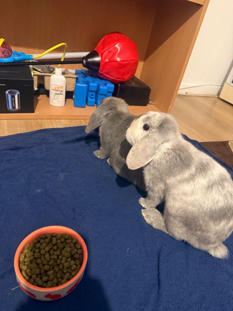 lop eared rabbits