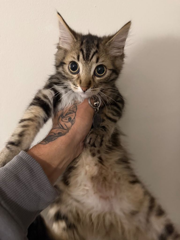 2x kittens 