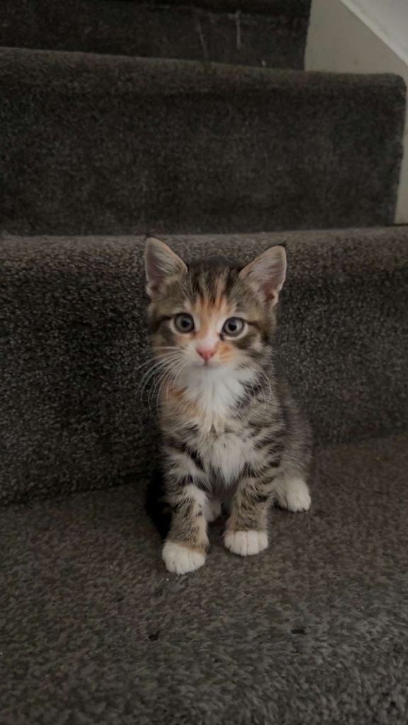 Kittens for sale