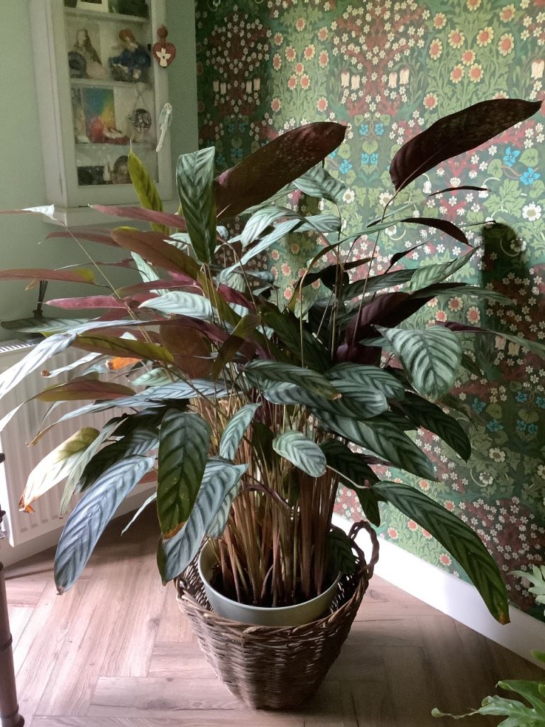 Large Indoor Calathea House Plant **NOW REDUCED**