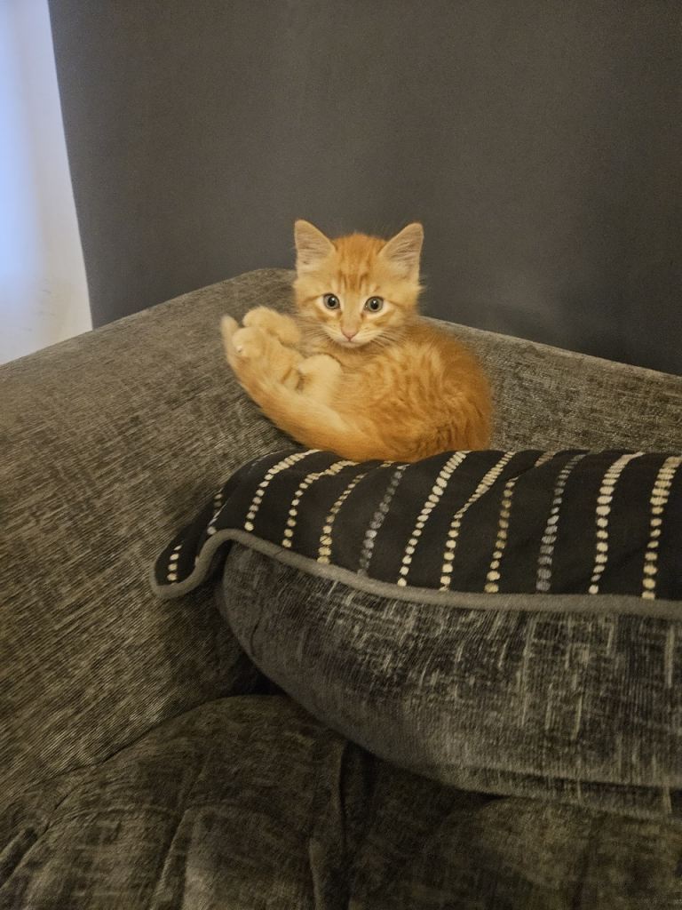 Ginger Kitten
