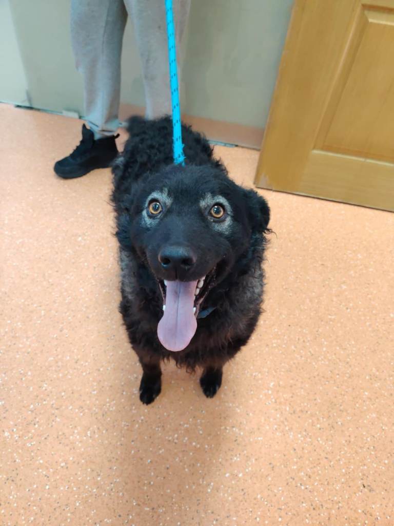 Pako for adoption 