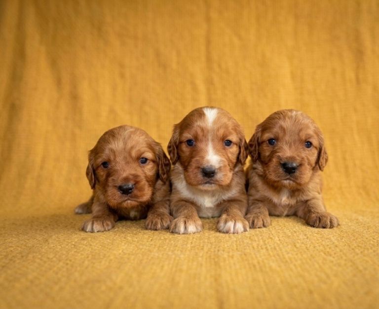 Cocker spaniel puppy’s
