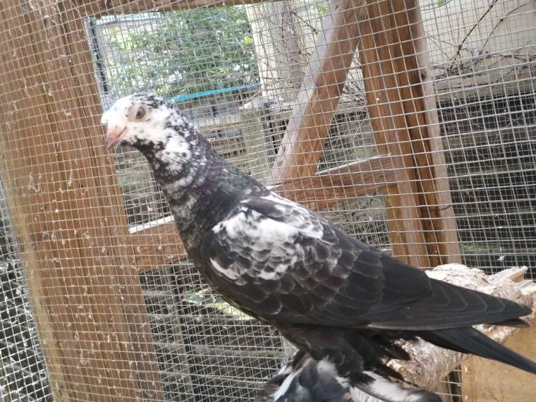 Uzbek and polish butterfly pigeons 
