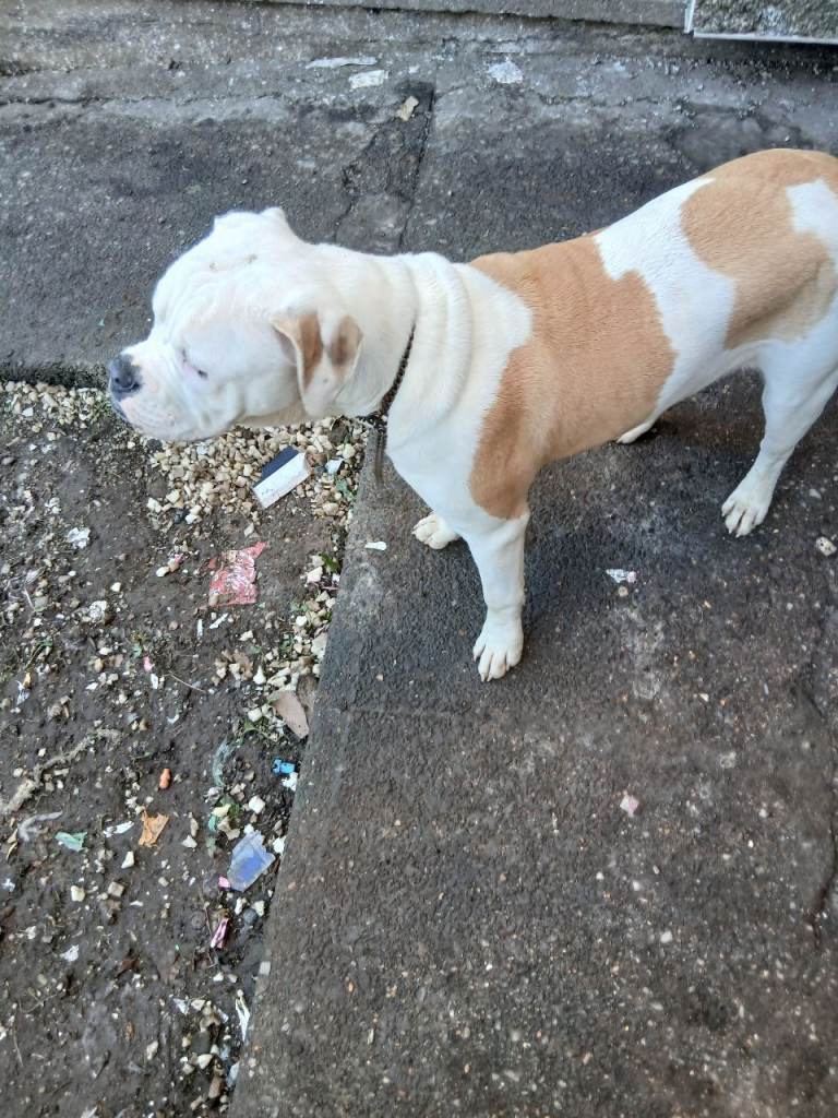 Male 7 month old american bulldog johnson line