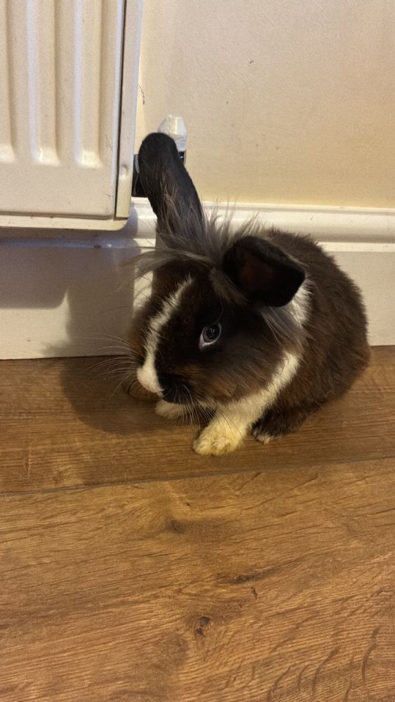 Lion Haired Rabbits