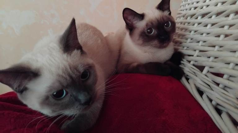 Exotic and Hyper Allergenic Kettens