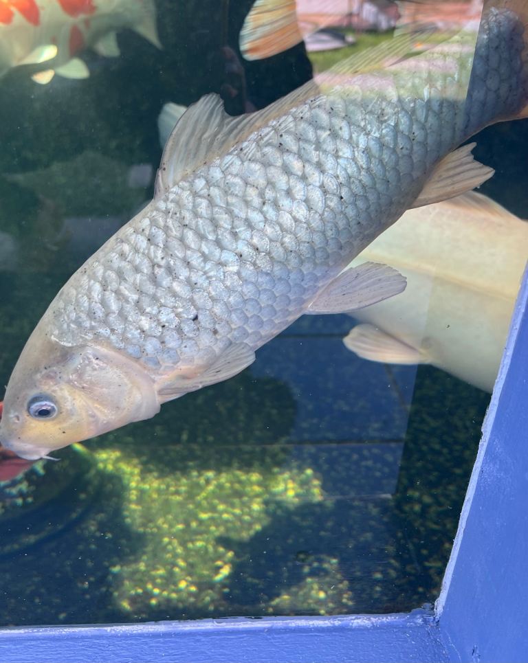Koi pond