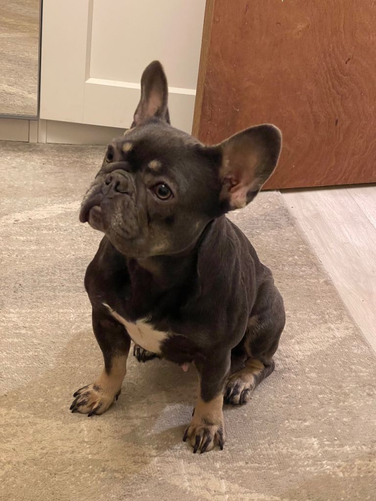 Lovely french bulldog looking for new home