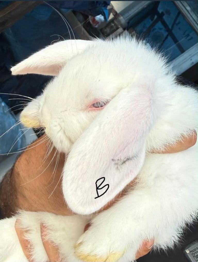 Adorable Rabbits Ready for Loving Homes!