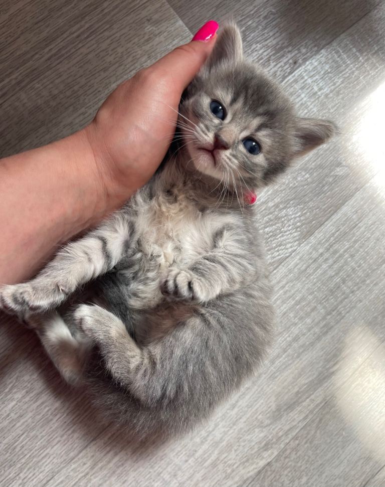 Cute Grey girl kitten /9 weeks old 