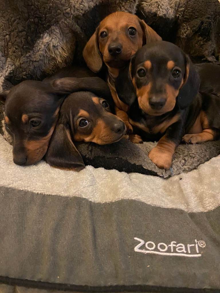 mini dachshund puppies
