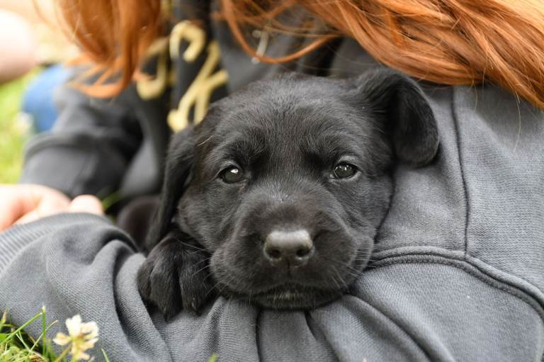 KC Registered Labrador Puppies 