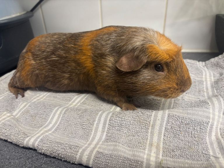 Male (Boar) guinea pig for sale 