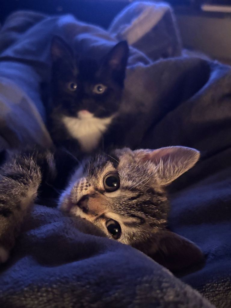 Two kittens for sale. 