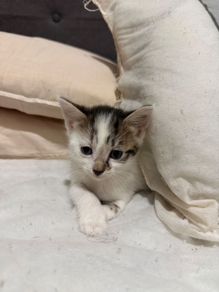 Kittens for sale 