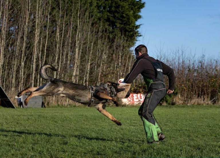 German Shepherd Puppies