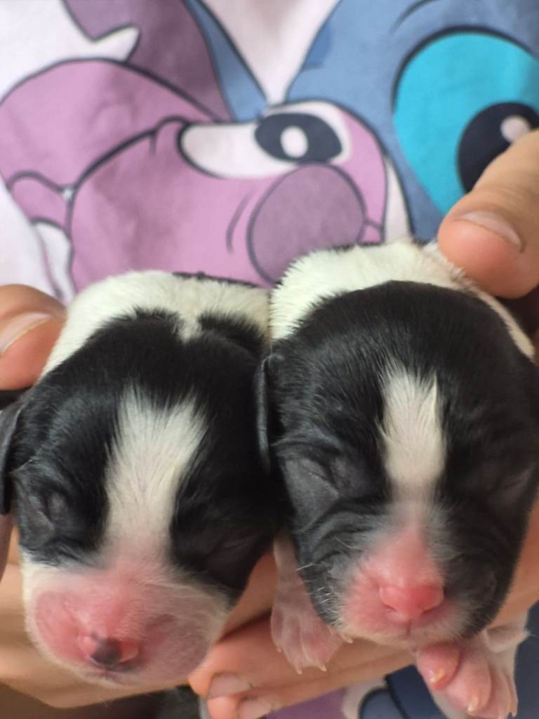 🐶 Cavapoo Puppies for Sale 🐶