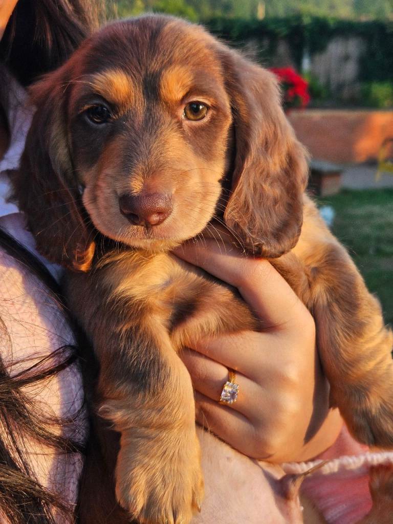 Miniature Dachshund pups