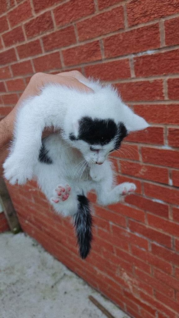 8 weeks old kittens 2 males 2 females