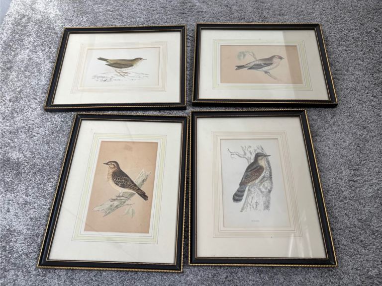 Set of 4 Antique F.O. Morris Bird Prints - Framed 9x11.6"  1 Frame Chipped LE11