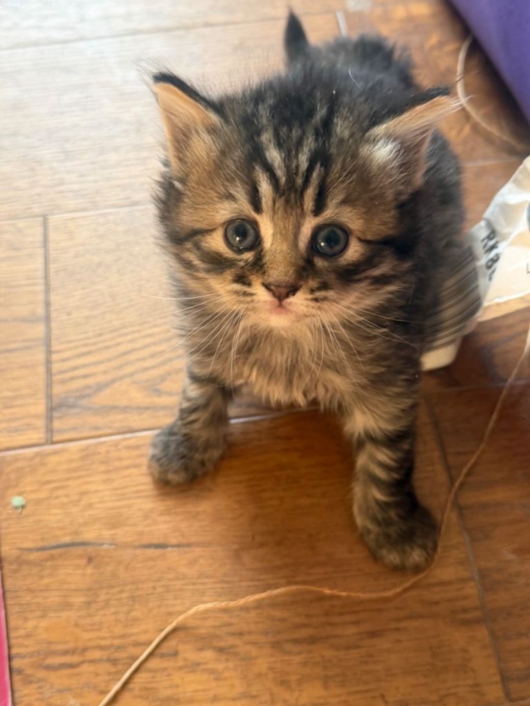 Kitten