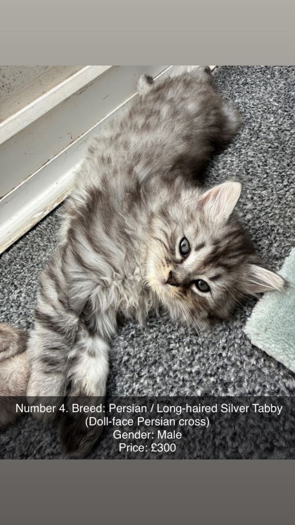 Persian Doll-face Cross Kittens — Available Now