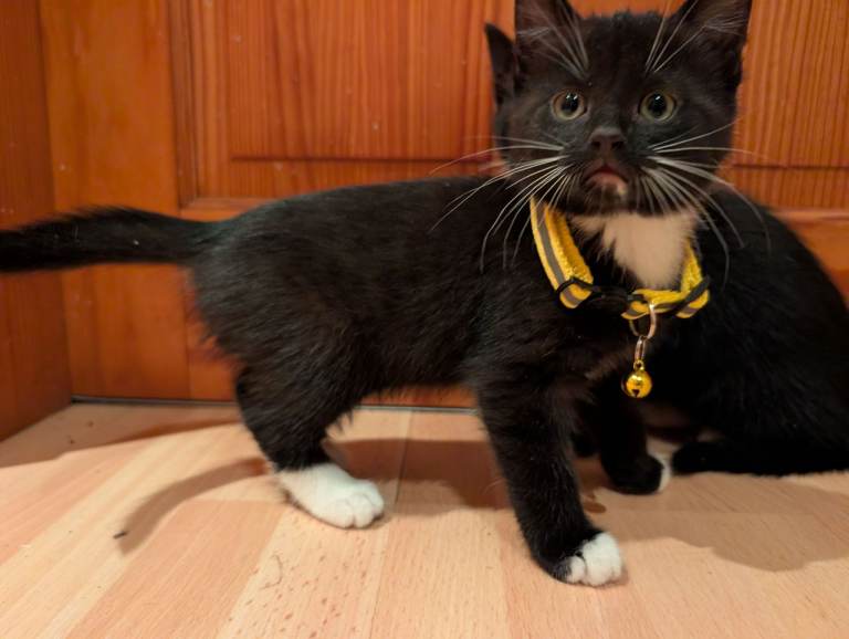 Kittens for sale - 5 females left
