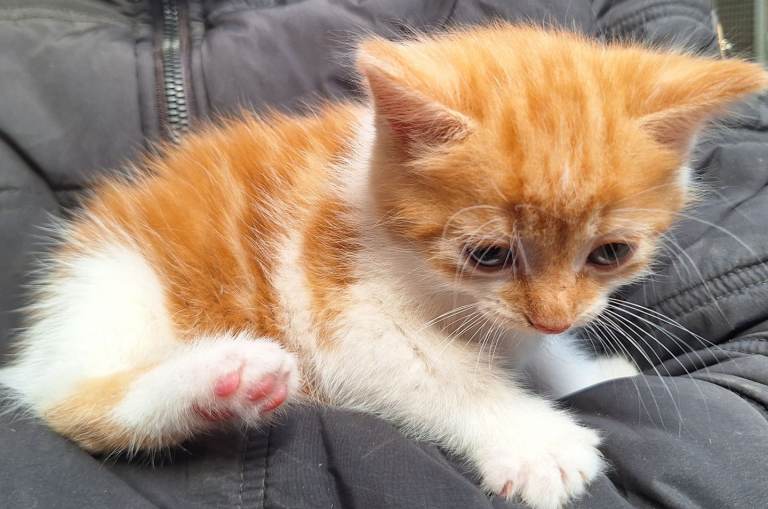 Stunning kittens ready to view