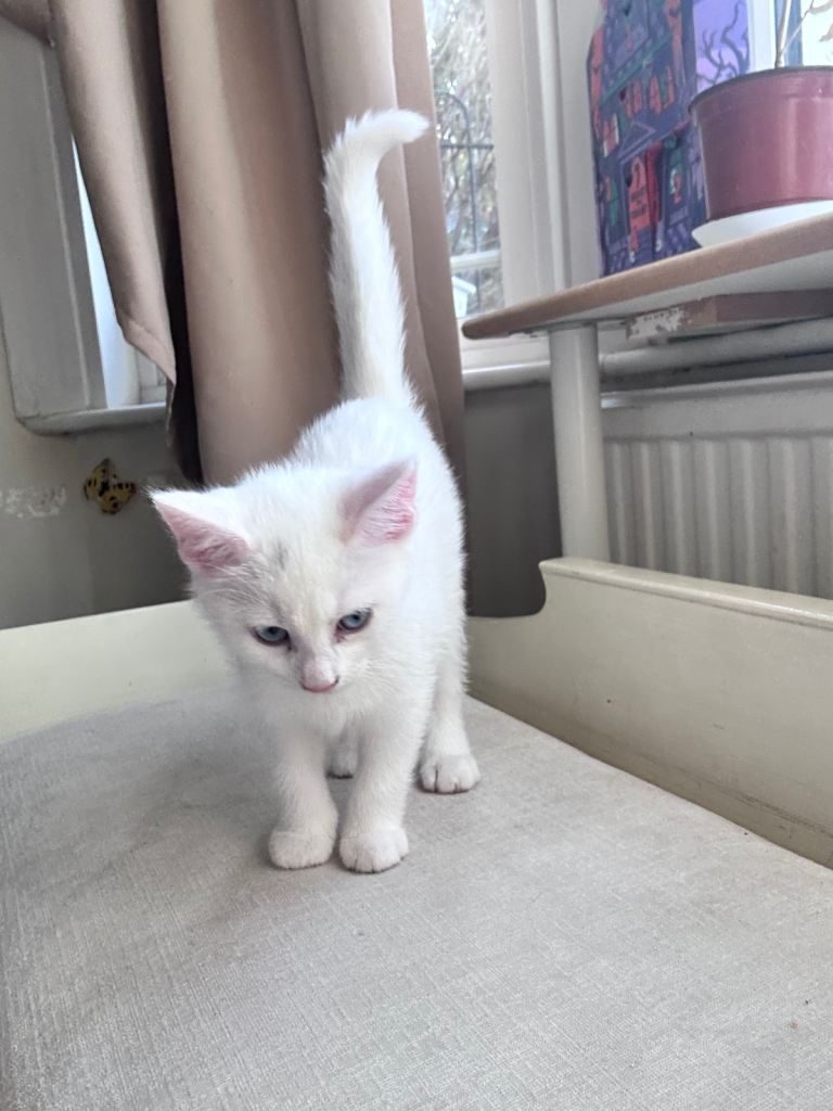 Gorgeous white kitten 