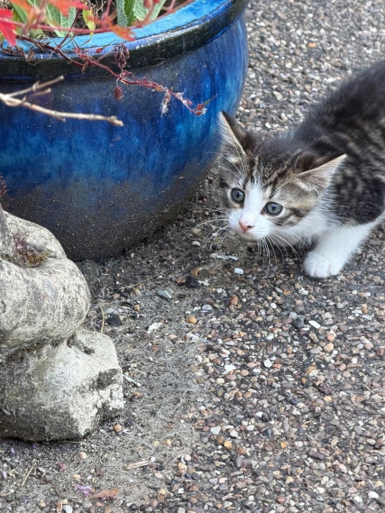 Kittens 