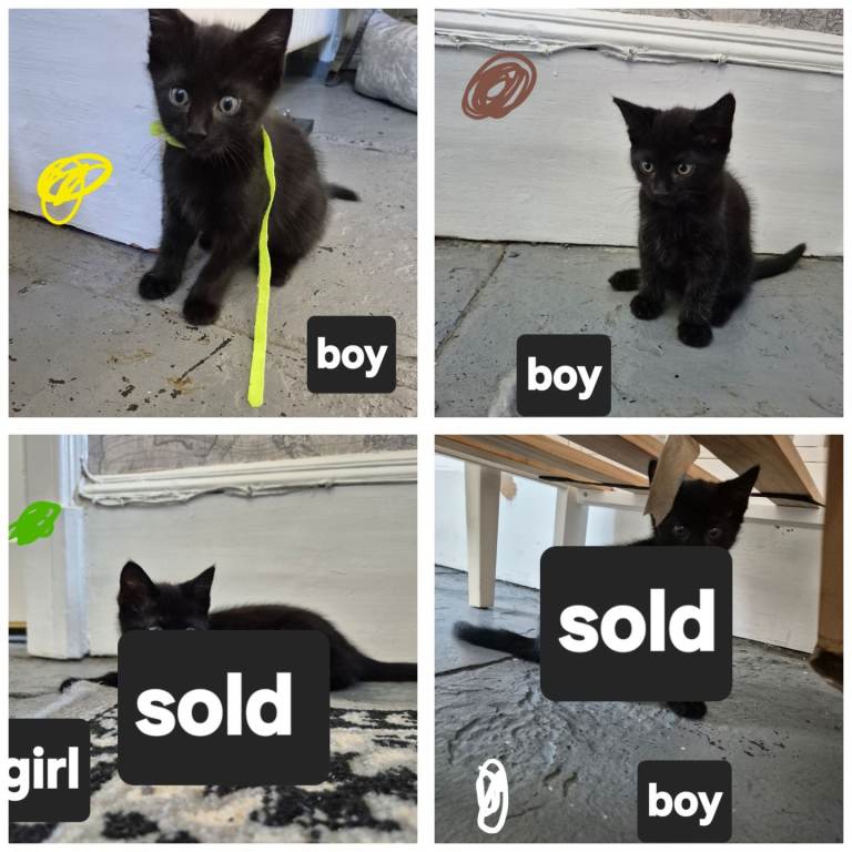 Kittens for sale