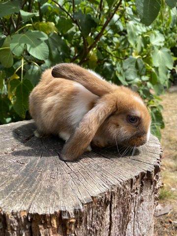 Friendly Family Bred Mini Lop Bunnies