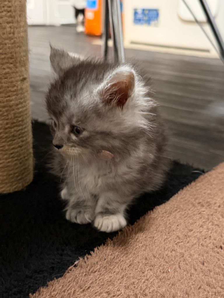 Gorgeous Mainecoon kitten for sale 