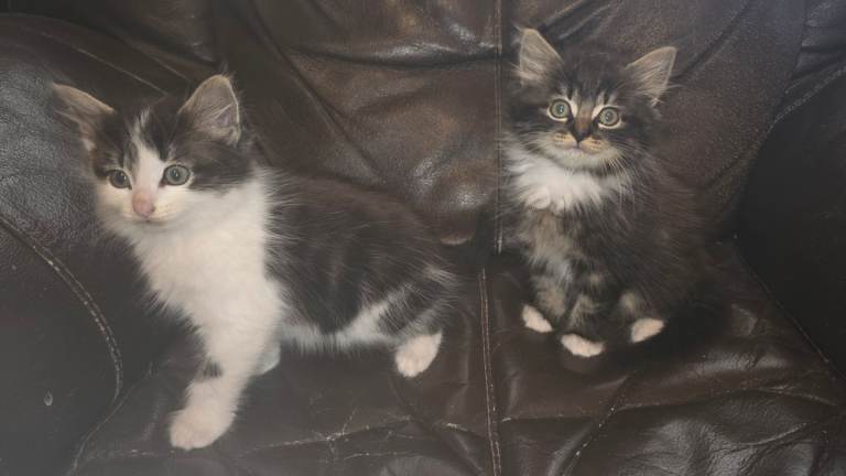 Kittens for sale 